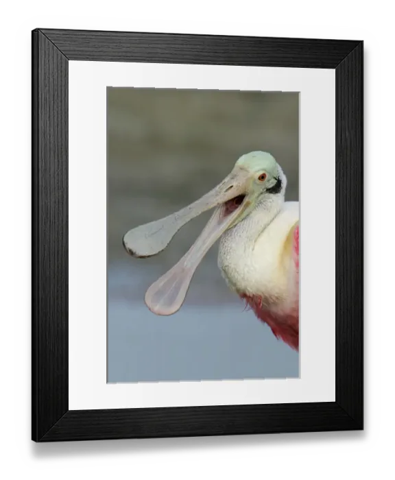 Framed Print : USA, Florida, Fort De Soto Park. Portrait of laughing roseate spoonbill with bill open Framed Print : USA, Florida, Fort De Soto Park. Portrait of laughing roseate spoonbill with bill open
