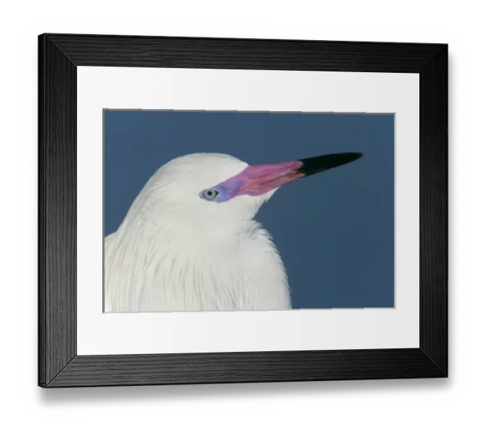 Framed Print : USA, Florida, Little Estero Lagoon. Portrait of reddish egret in white phase. Credit as