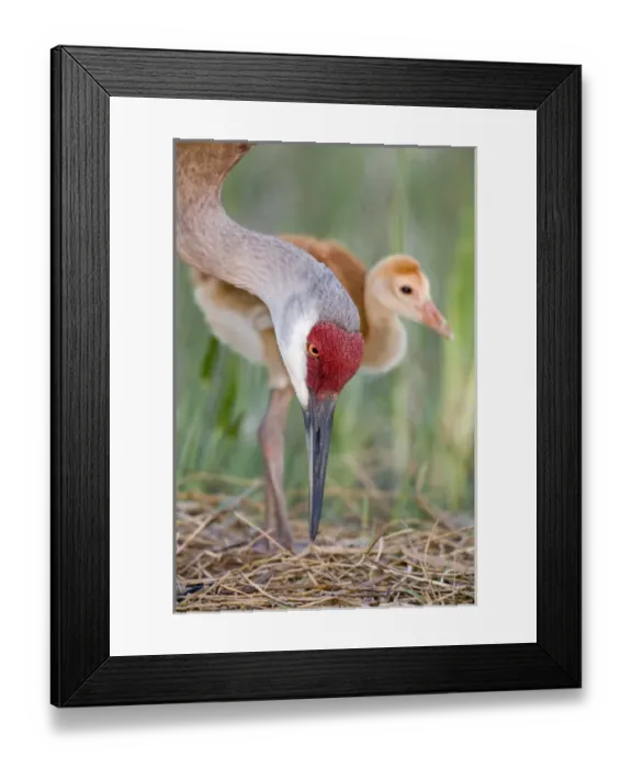 Framed Print : USA, Florida, Indian Lake Estates. Close-up of sandhill crane and chick at nest. Credit as Framed Print : USA, Florida, Indian Lake Estates. Close-up of sandhill crane and chick at nest. Credit as