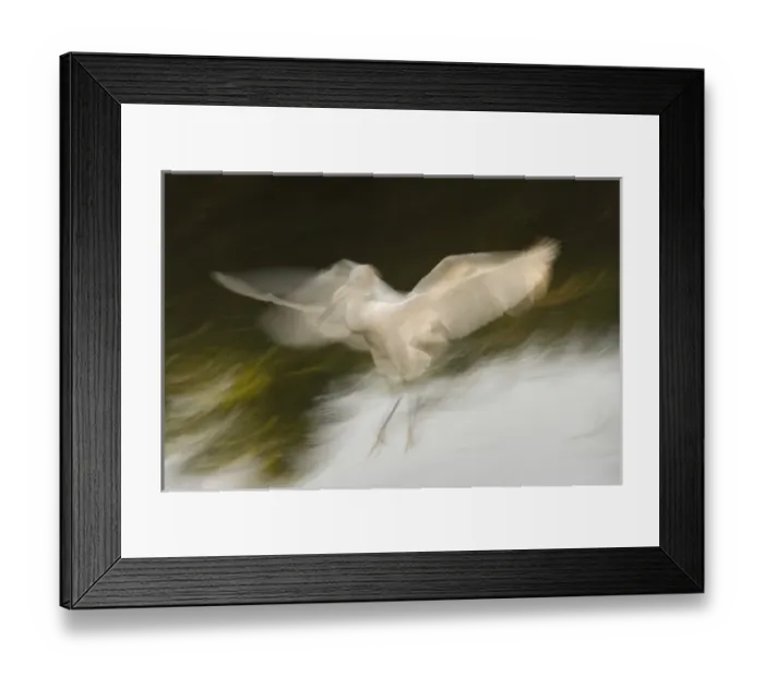Framed Print : USA, Florida, St. Augustine. Abstract of snowy egret landing Framed Print : USA, Florida, St. Augustine. Abstract of snowy egret landing