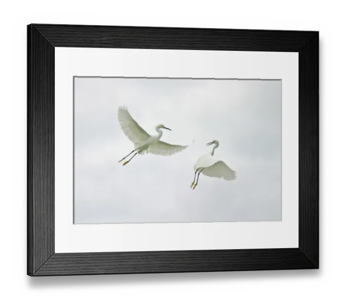 Framed Print : USA, Florida, Sanibel. Two snowy egrets engage in aerial fighting Framed Print : USA, Florida, Sanibel. Two snowy egrets engage in aerial fighting