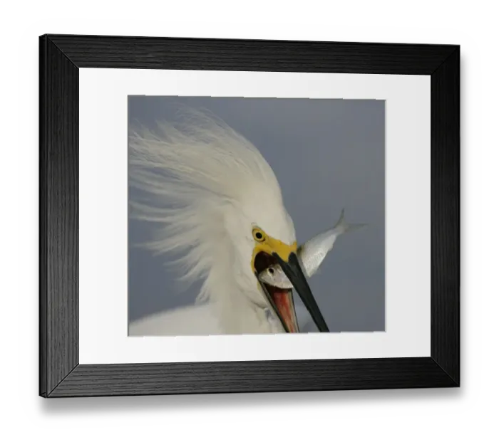 Framed Print : USA, Florida, Sanibel. Head close-up of snowy egret swallowing baitfish. Credit as Framed Print : USA, Florida, Sanibel. Head close-up of snowy egret swallowing baitfish. Credit as