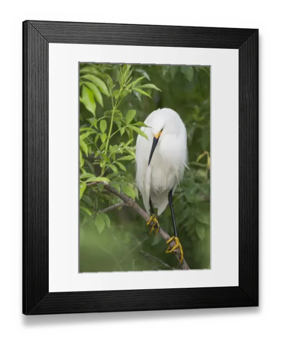 Framed Print : USA, Florida, St. Augustine. Snowy egret perches on tree limb above its nest. Credit as