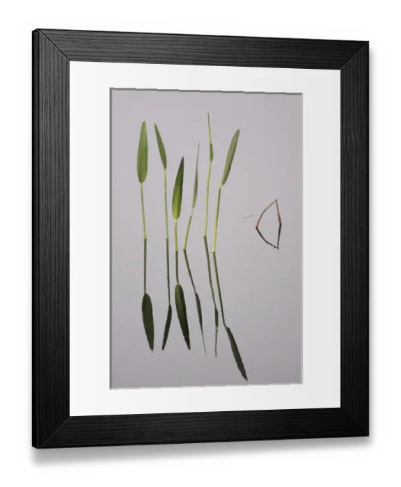 Framed Print : USA, Florida, Melbourne. Water plants create mirror reflections in the Viera Wetlands Framed Print : USA, Florida, Melbourne. Water plants create mirror reflections in the Viera Wetlands