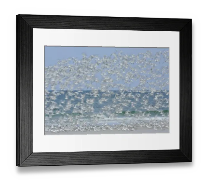 Framed Print : USA, Florida, Fort De Soto Park, Tierra Verde Key. White blur of terns taking flight Framed Print : USA, Florida, Fort De Soto Park, Tierra Verde Key. White blur of terns taking flight