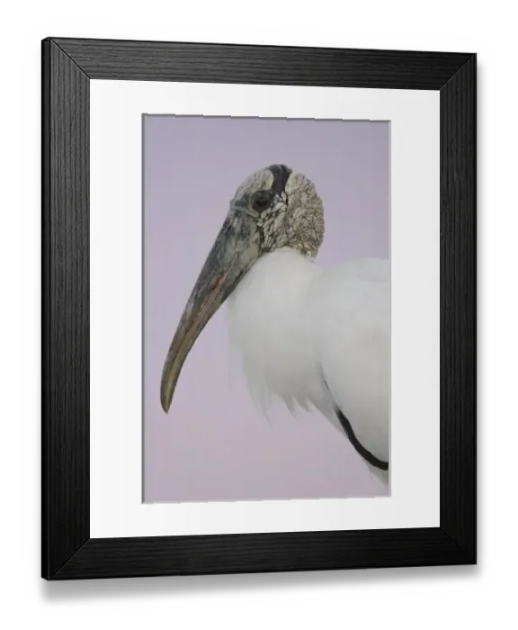 Framed Print : USA, Florida, Fort De Soto Park. Pre-dawn flash close-up of wood stork head and shoulders