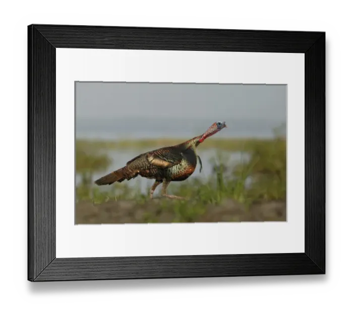Framed Print : USA, Florida, Indian Lake Estates. Wild turkey charging at a threat Framed Print : USA, Florida, Indian Lake Estates. Wild turkey charging at a threat