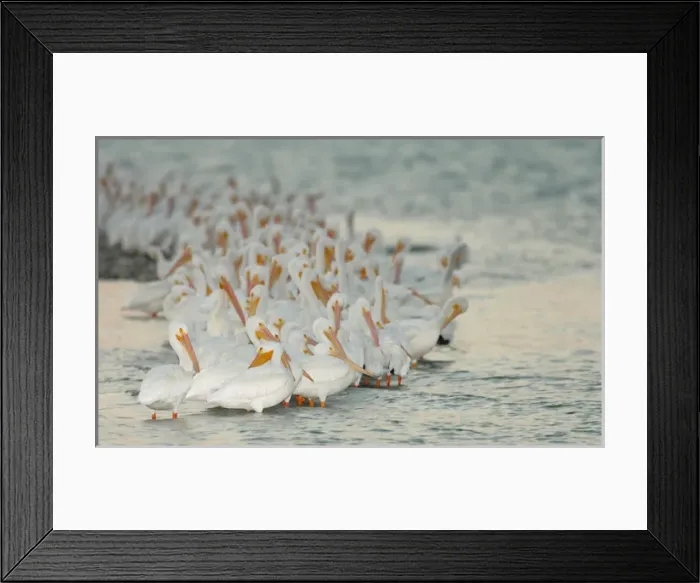 Framed Print : USA, Florida, Placida. Flock of white pelicans on sandbar