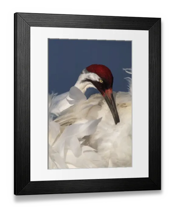 Framed Print : USA, Florida, Lake Kissimmee. Whooping crane preens feathers in early morning light