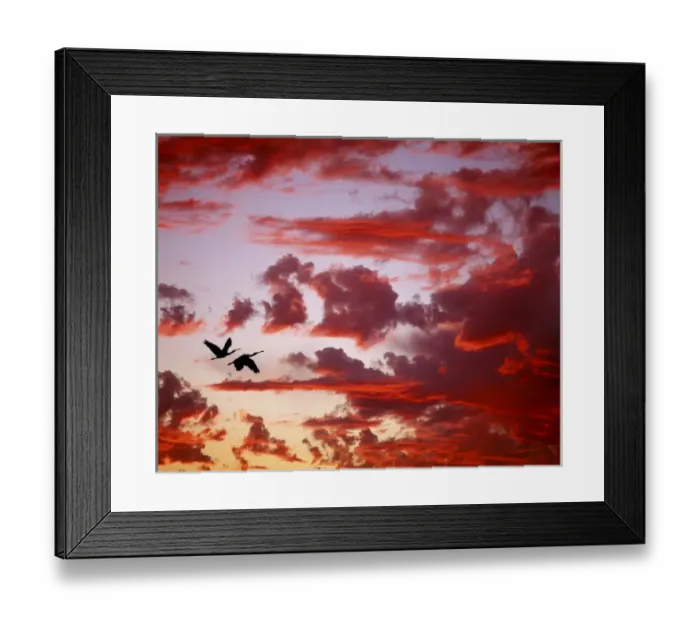 Framed Print : Florida, Tampa Bay. Silhouette of roseate spoonbills in flight against red clouds at sunset Framed Print : Florida, Tampa Bay. Silhouette of roseate spoonbills in flight against red clouds at sunset