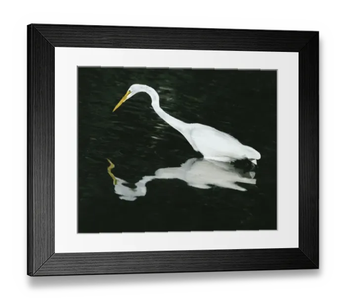 Framed Print : USA, Florida, Ding Darling National Wildlife Refuge