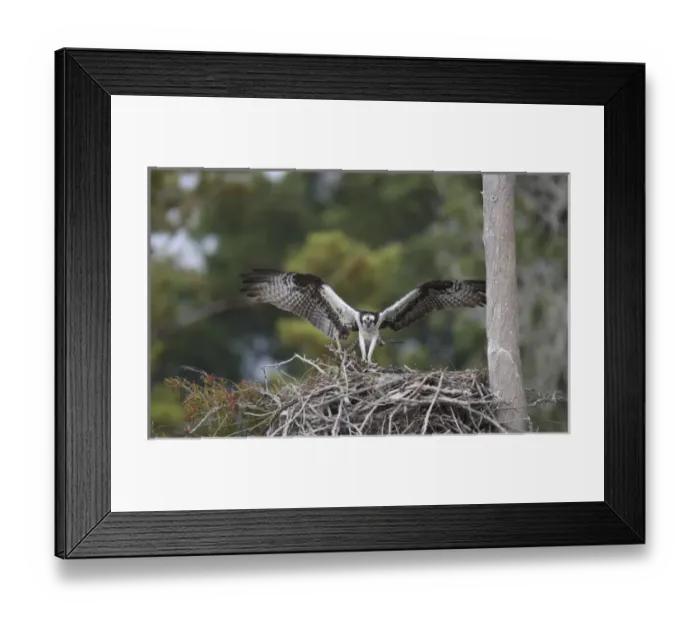 Framed Print : USA, Florida, Blue Cypress Lake. Osprey landing on nest Framed Print : USA, Florida, Blue Cypress Lake. Osprey landing on nest