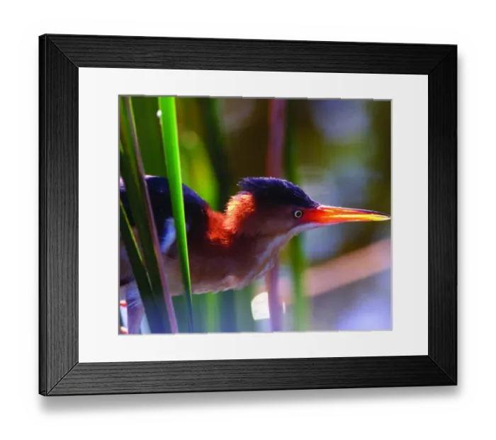 Framed Print : USA, Florida, Delray Beach. Least bittern male in Wakodahatchee Wetlands. Credit as Framed Print : USA, Florida, Delray Beach. Least bittern male in Wakodahatchee Wetlands. Credit as