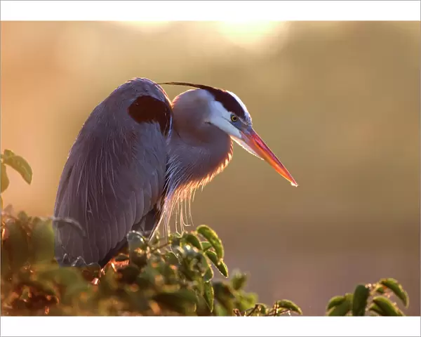 Florida, Wakodahatchee. Great blue heron perches on a tree at sunrise in the wetlands