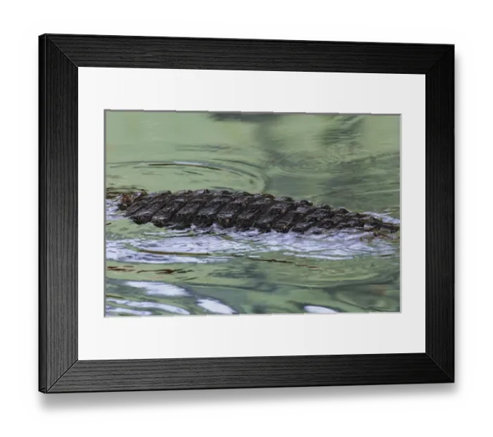 Framed Print : USA, Florida, St. Augustine Alligator Farm. American alligator back in water with green reflections Framed Print : USA, Florida, St. Augustine Alligator Farm. American alligator back in water with green reflections