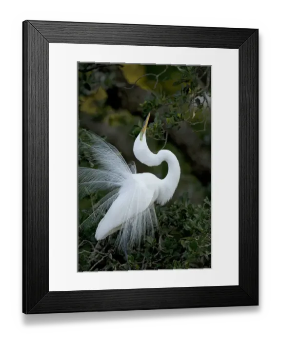 Framed Print : Florida, St. Augustine. Great egret exhibiting sky pointing on nest Framed Print : Florida, St. Augustine. Great egret exhibiting sky pointing on nest