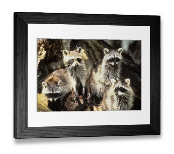 Framed Print : USA, Florida, Silver Springs. Raccoon family portrait