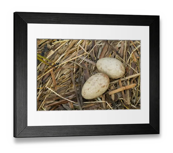 Framed Print : USA, Florida, Indian Lake Estates. Sandhill crane eggs in nest