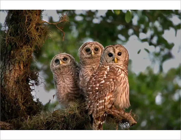 USA, Florida, Viera Wetlands. Three barred owls in tree