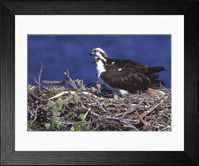 Framed Print : USA, Florida. Osprey and chicks in nest at Blue Cypress Lake Framed Print : USA, Florida. Osprey and chicks in nest at Blue Cypress Lake