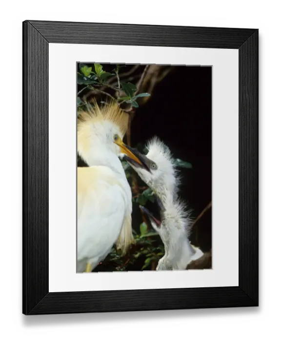 Framed Print : USA, Florida. Cattle egret feeds one of its two chicks