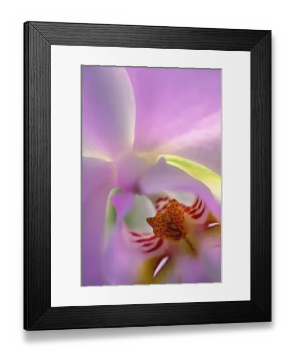 Framed Print : USA, Georgia, Alpharetta. Backlit phalaeonopsis orchid Framed Print : USA, Georgia, Alpharetta. Backlit phalaeonopsis orchid