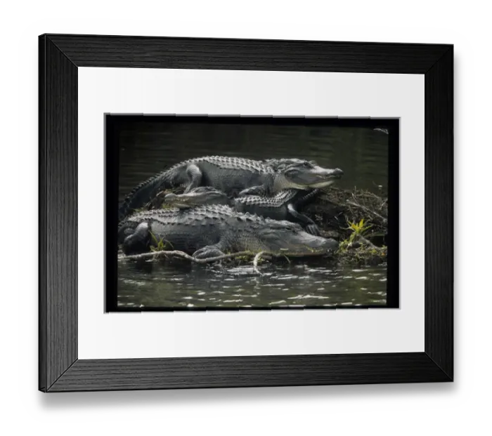 Framed Print : USA, Florida. Three alligators rest on island in wetlands