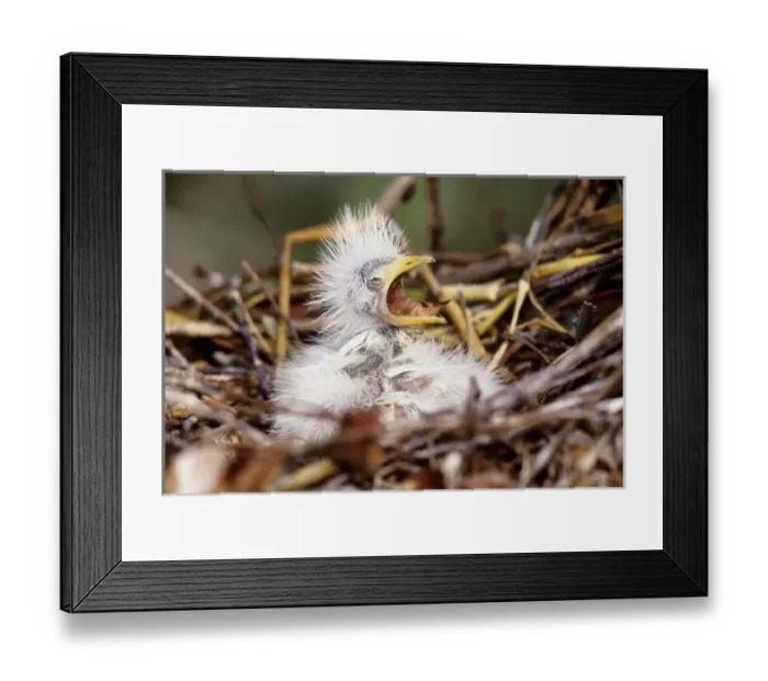 Framed Print : USA, Florida. Baby cattle egret in nest crying for food