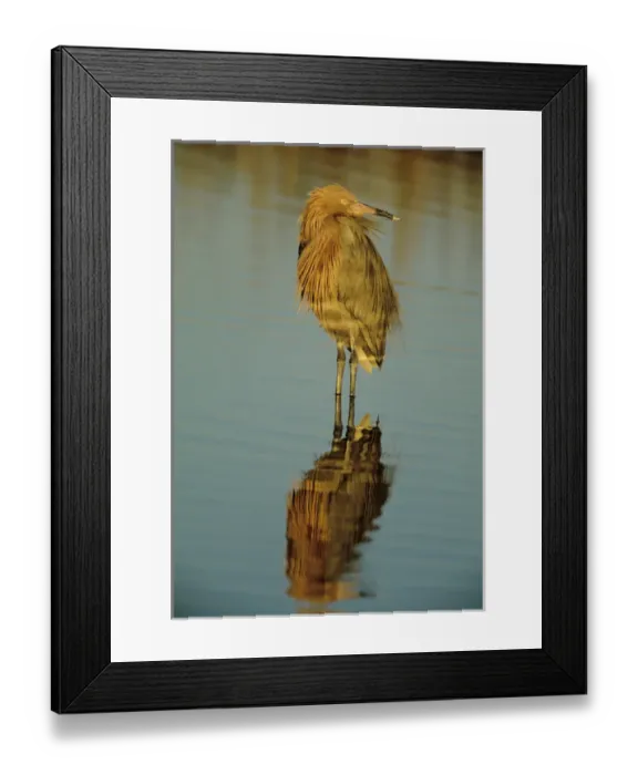Framed Print : USA, Florida. Reddish egret reflects in water while hunting Framed Print : USA, Florida. Reddish egret reflects in water while hunting