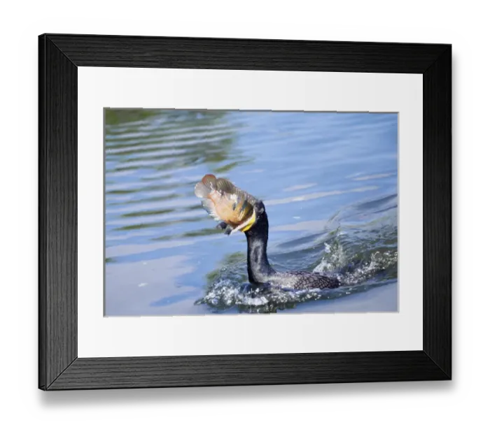 Framed Print : USA, Florida. Cormorant swallowing freshly caught fish