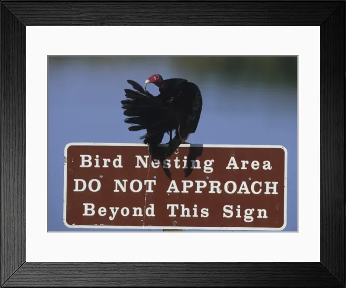 Framed Print : USA, Florida. Turkey vulture preens its feathers on a bird nesting caution sign. Credit as Framed Print : USA, Florida. Turkey vulture preens its feathers on a bird nesting caution sign. Credit as