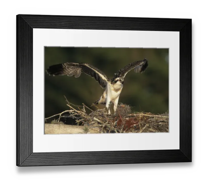 Framed Print : USA, Florida, Blue Cypress Lake. Osprey takes flight from nest
