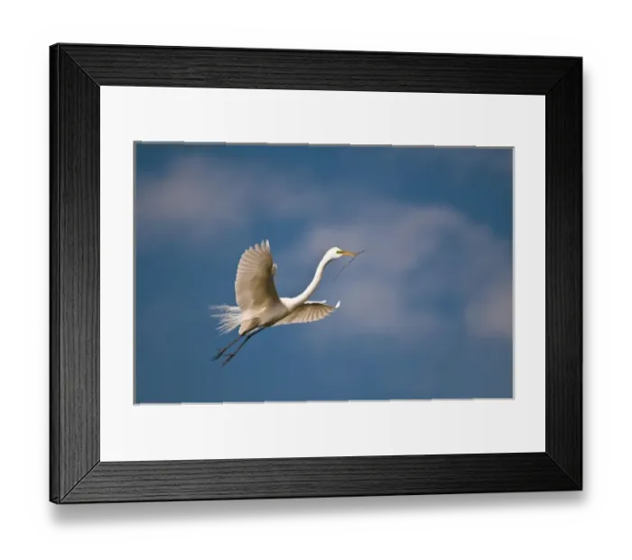 Framed Print : USA, Florida, St. Augustine. Great egret in flight carries nesting twig. Credit as Framed Print : USA, Florida, St. Augustine. Great egret in flight carries nesting twig. Credit as