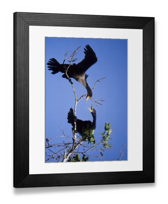 Framed Print : USA, Florida. Two double-crested cormorants interact in tree