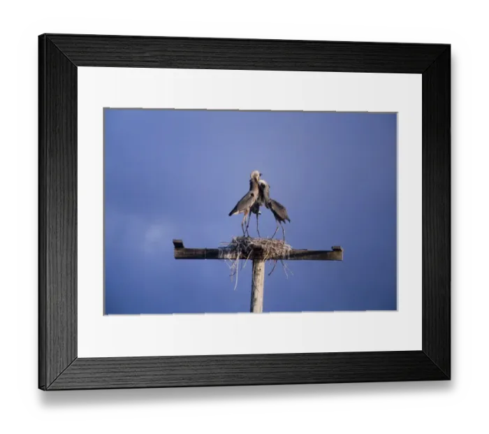 Framed Print : USA, Florida. Three great blue herons on nest atop wooden structure Framed Print : USA, Florida. Three great blue herons on nest atop wooden structure