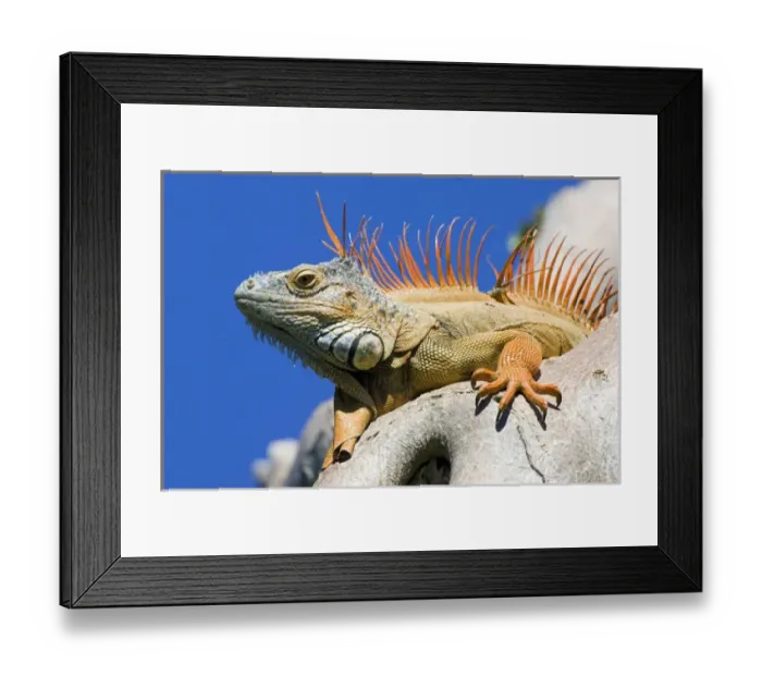 Framed Print : USA, Florida, Lighthouse Point. Close-up of male iguana on tree Framed Print : USA, Florida, Lighthouse Point. Close-up of male iguana on tree