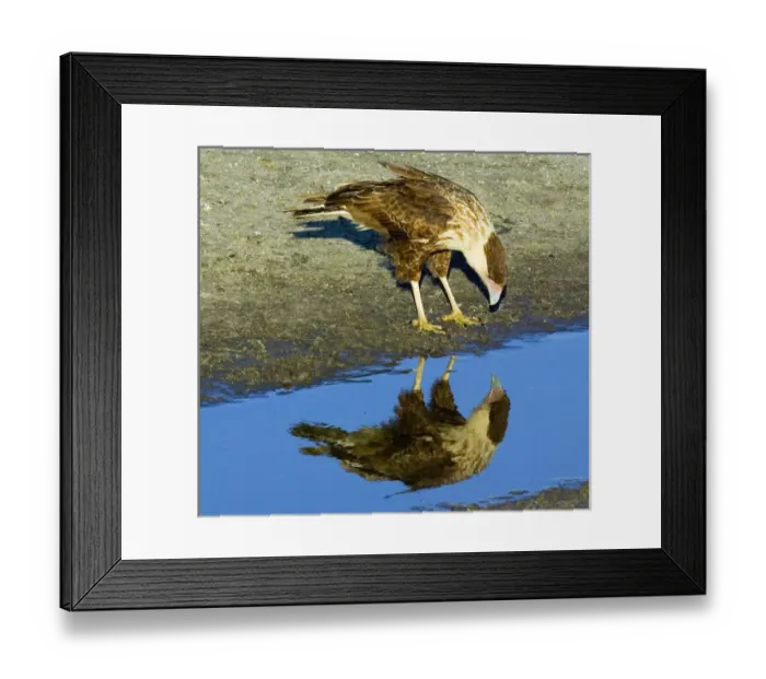 Framed Print : USA, Florida. Immature crested caracara looks in water Framed Print : USA, Florida. Immature crested caracara looks in water