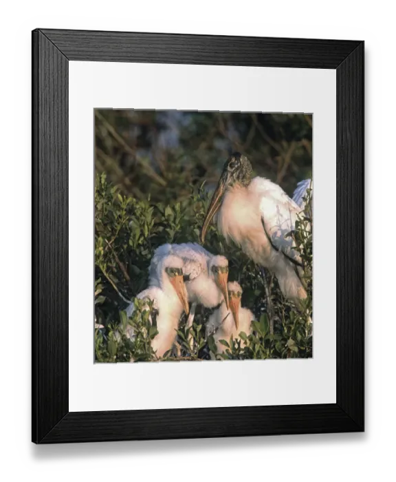 Framed Print : USA, Florida, Everglades National Park. Wood stork parent and chicks on nest. Credit as Framed Print : USA, Florida, Everglades National Park. Wood stork parent and chicks on nest. Credit as