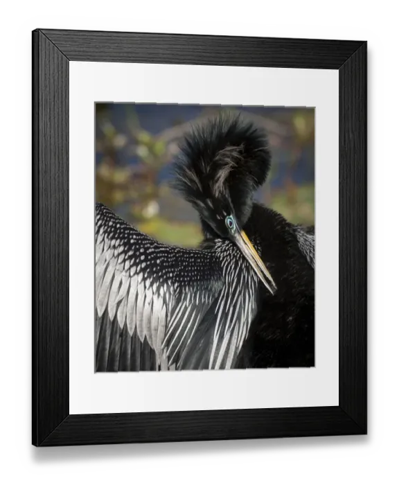 Framed Print : USA, Florida, Everglades National Park. Anhinga preens while drying wing feathers Framed Print : USA, Florida, Everglades National Park. Anhinga preens while drying wing feathers