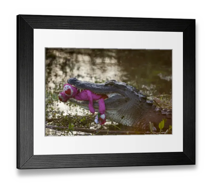 Framed Print : USA, Florida, Everglades National Park. An unexpected sight of an American alligator Framed Print : USA, Florida, Everglades National Park. An unexpected sight of an American alligator
