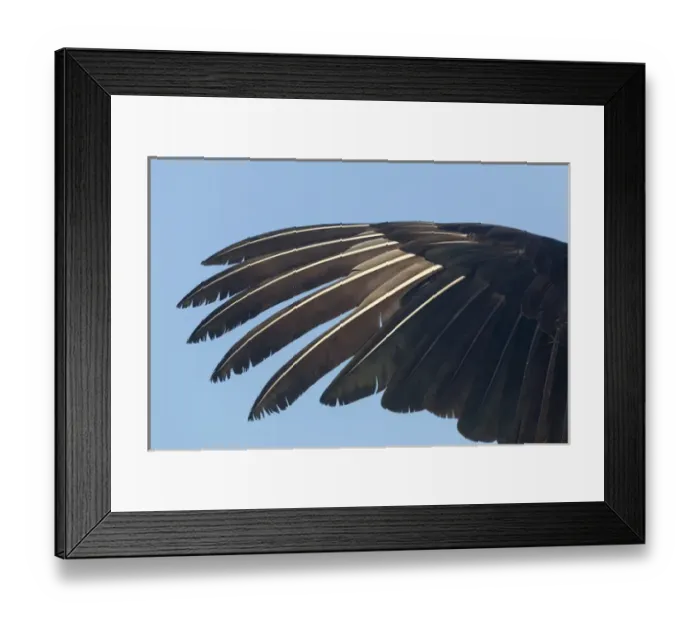 Framed Print : USA, Florida, Everglades National Park. Close-up of anhinga wing feathers. Credit as