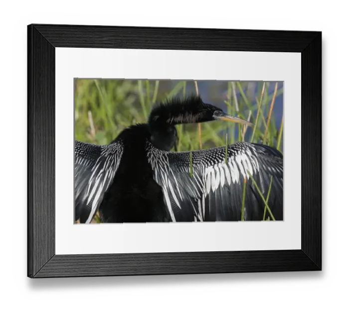 Framed Print : USA, Florida, Everglades National Park. Anhinga with wings spread out to dry. Credit as Framed Print : USA, Florida, Everglades National Park. Anhinga with wings spread out to dry. Credit as