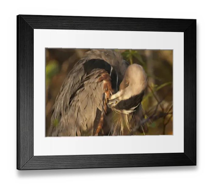 Framed Print : USA, Florida, Everglades National Park. Close-up of great blue heron preening its feathers Framed Print : USA, Florida, Everglades National Park. Close-up of great blue heron preening its feathers