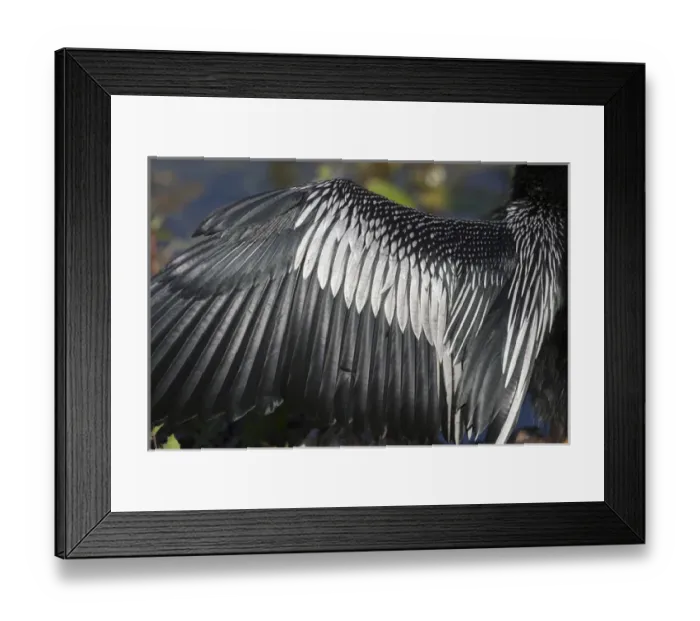 Framed Print : USA, Florida, Everglades National Park. Details of Anhinga wing spread out to dry feathers Framed Print : USA, Florida, Everglades National Park. Details of Anhinga wing spread out to dry feathers