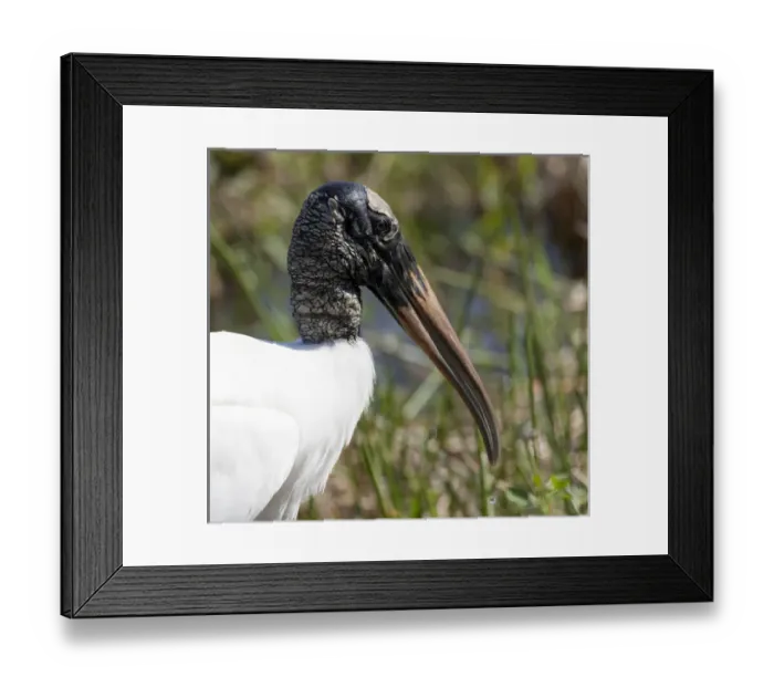Framed Print : USA, Florida, Everglades National Park. Portrait of an endangered wood stork. Credit as