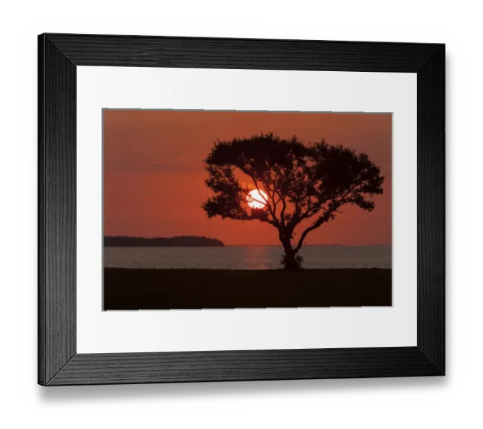 Framed Print : USA, Florida, Everglades National Park, Flamingo Campground. Tree silhouetted at sunrise