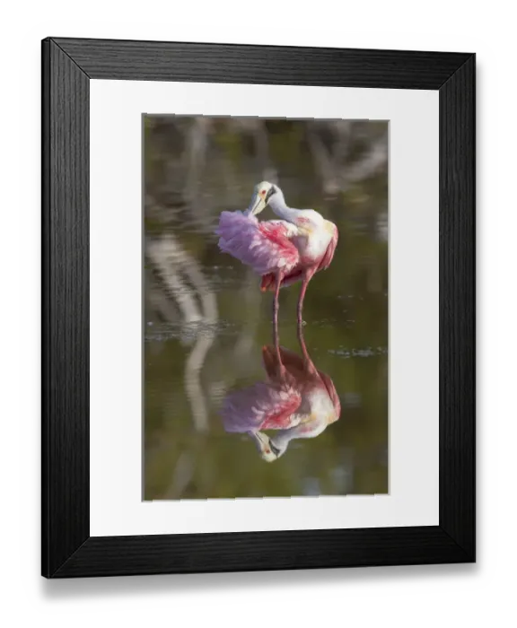 Framed Print : USA, Florida, Everglades National Park. Roseate spoonbill reflected in water while preening
