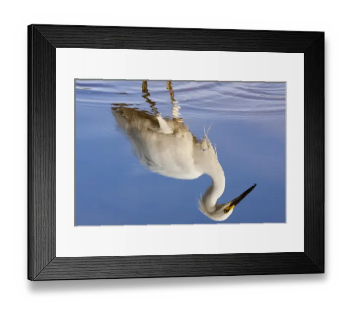 Framed Print : USA, Florida, Everglades National Park. Reflection of snowy egret on Eco Pond. Credit as Framed Print : USA, Florida, Everglades National Park. Reflection of snowy egret on Eco Pond. Credit as