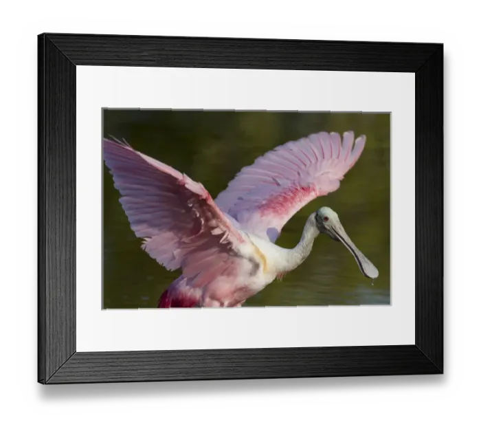 Framed Print : USA, Florida, Everglades National Park. Roseate spoonbill with wings spread. Credit as Framed Print : USA, Florida, Everglades National Park. Roseate spoonbill with wings spread. Credit as