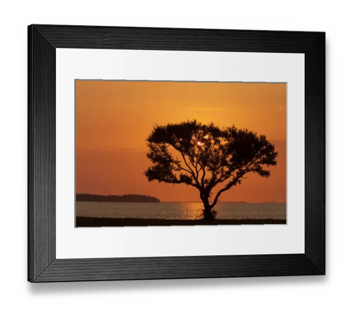 Framed Print : USA, Florida, Everglades National Park, Flamingo Campground. Tree silhouetted at sunrise Framed Print : USA, Florida, Everglades National Park, Flamingo Campground. Tree silhouetted at sunrise